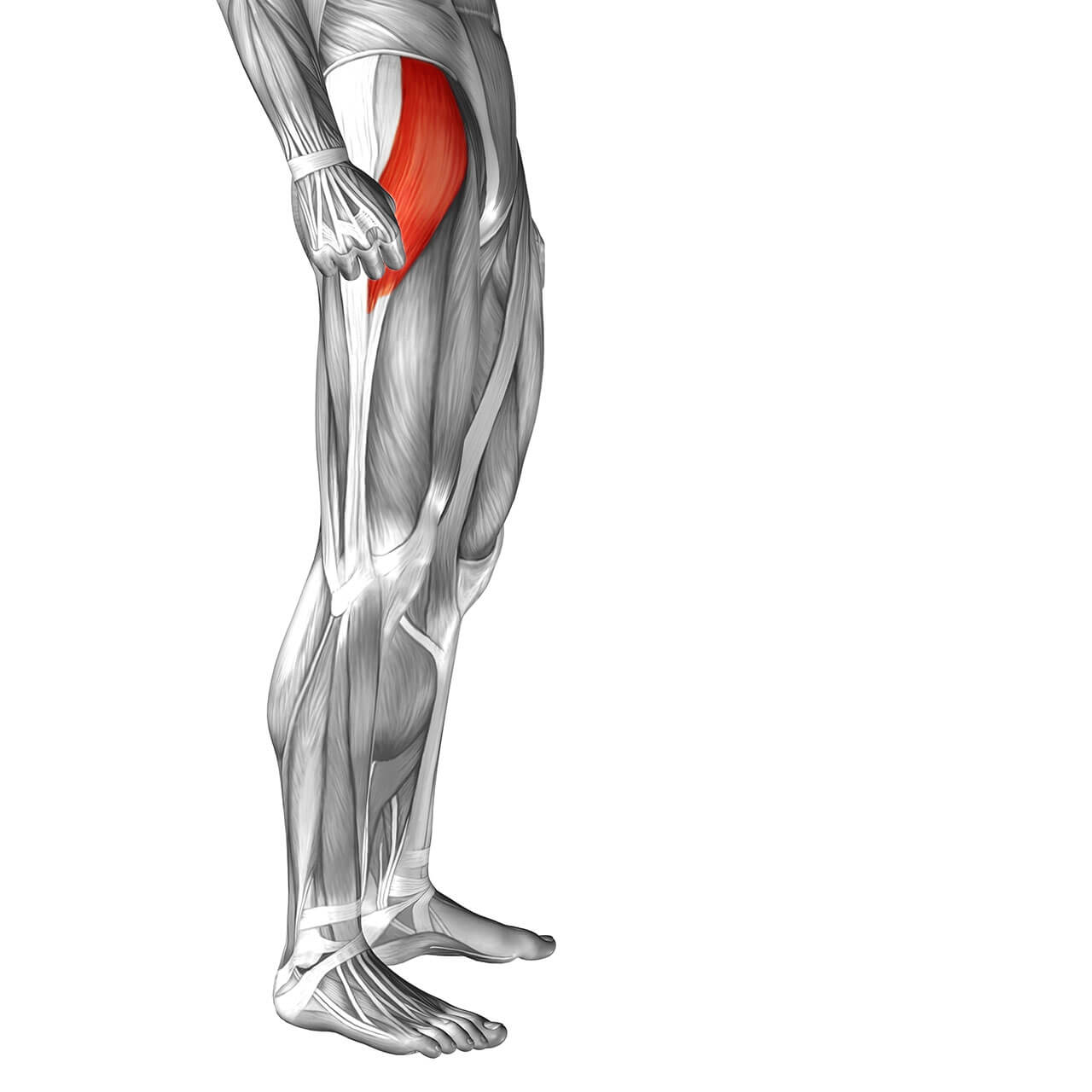 Tensor Fasciae Latae (TFL)